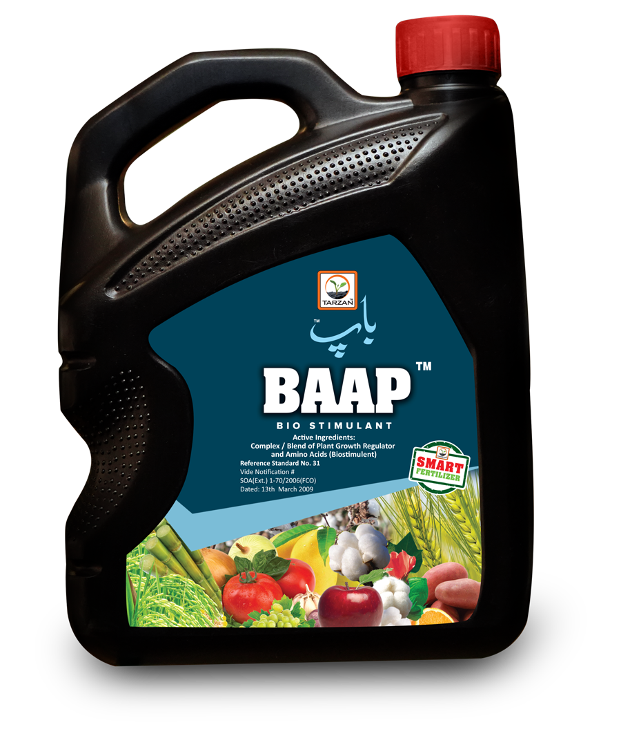 Baap